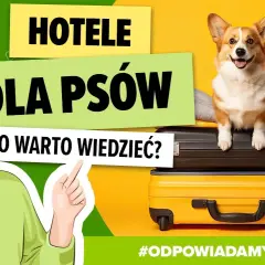 Jak wygląda hotel dla psów? Odkryj komfort i bezpieczeństwo dla pupila