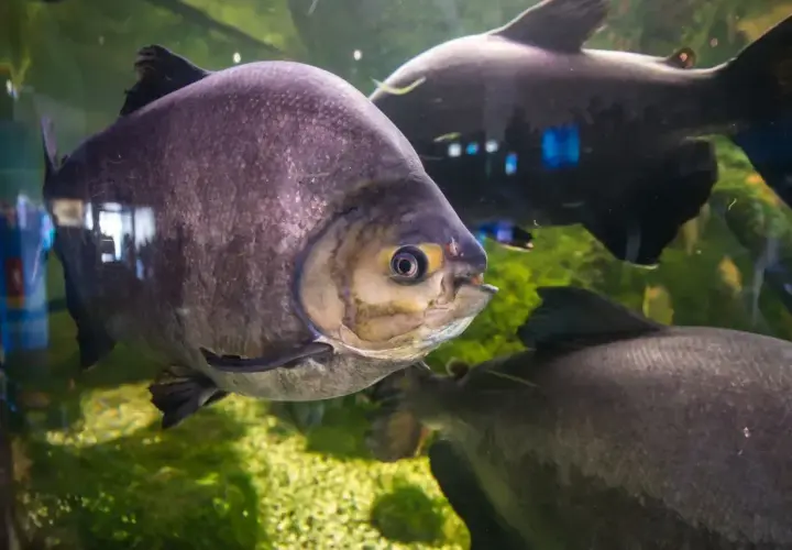 Duże, szare ryby pływają w akwarium. Jedna z nich, z żółtym okiem, jest na pierwszym planie. To wspaniałe stworzenia z Mielno oceanarium.