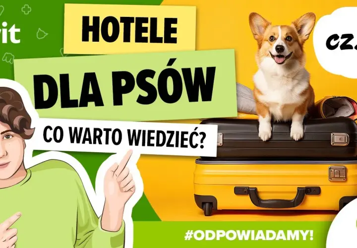 Jak wygląda hotel dla psów? Odkryj komfort i bezpieczeństwo dla pupila