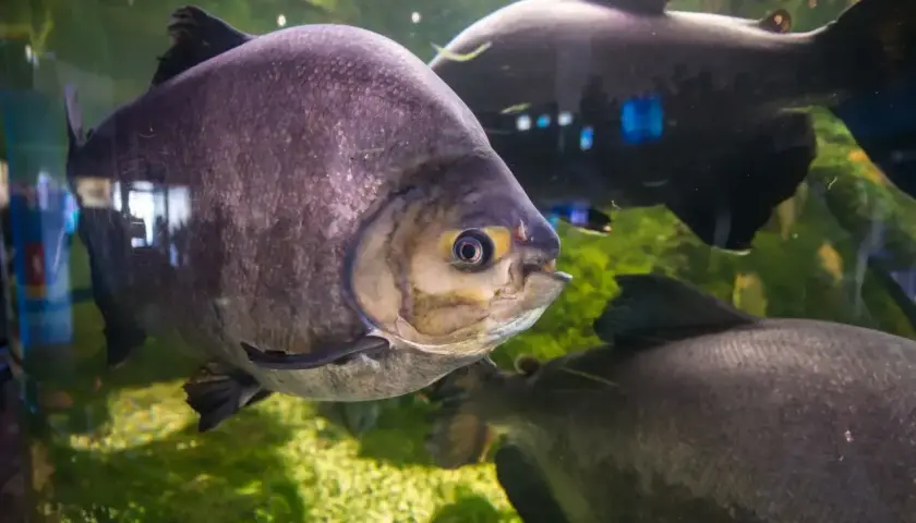 Duże, szare ryby pływają w akwarium. Jedna z nich, z żółtym okiem, jest na pierwszym planie. To wspaniałe stworzenia z Mielno oceanarium.