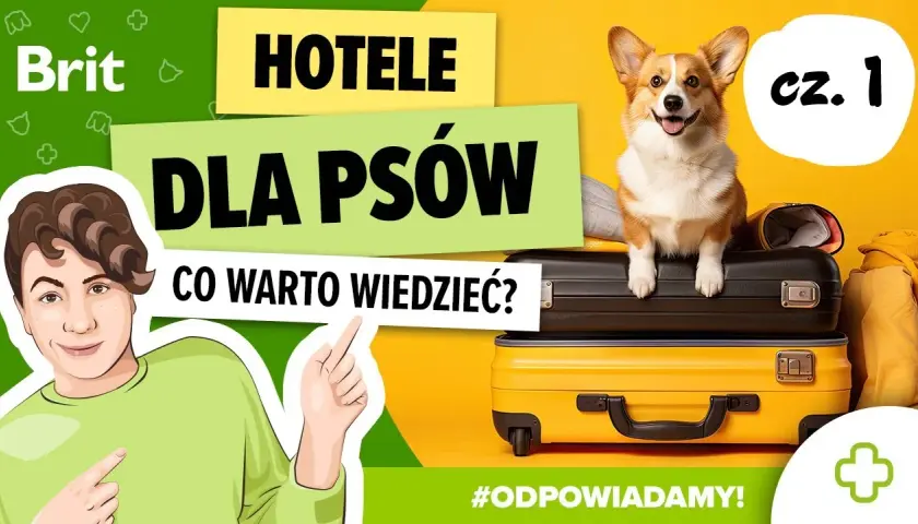 Jak wygląda hotel dla psów? Odkryj komfort i bezpieczeństwo dla pupila