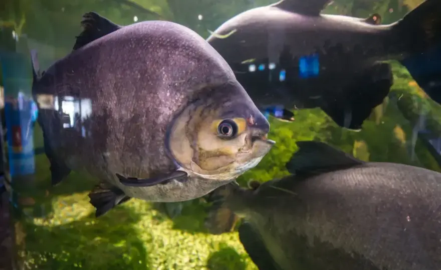 Oceanarium Mielno - czy warto? Godziny, ceny, opinie