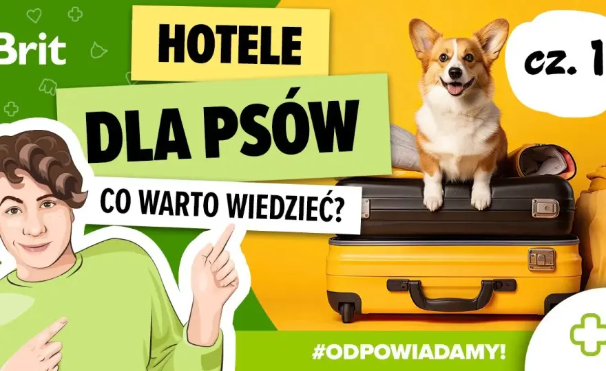 Jak wygląda hotel dla psów? Odkryj komfort i bezpieczeństwo dla pupila